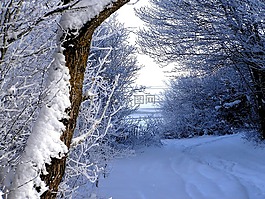 冬天,雪,徑