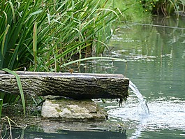 湖,蘆葦,水