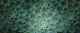 植物,仙人掌,特写