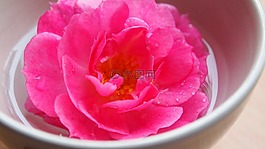 玫瑰,水,滴