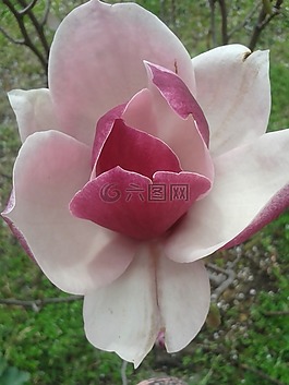 花,自然,花園