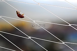 瓢蟲,昆蟲,平衡