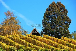 葡萄園,秋季,葡萄酒