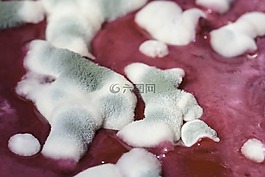 模具,schimmelpilz,被寵壞的食物