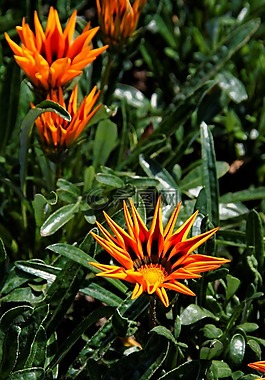 花,開花,廠