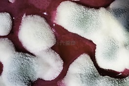 模具,schimmelpilz,被寵壞的食物