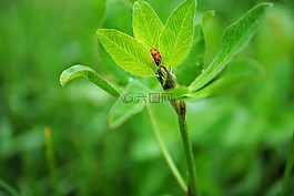 昆虫,瓢虫,春天