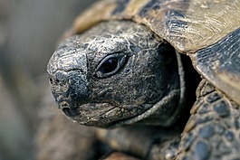 龜,爬行動物,和