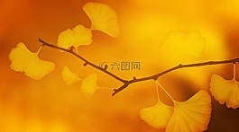 紋理,背景,銀杏