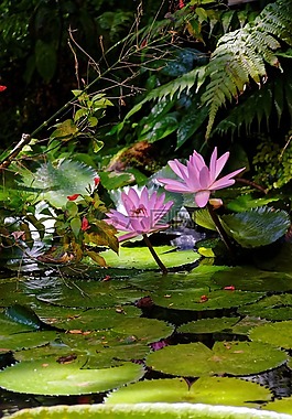 睡蓮,花,開(kāi)花