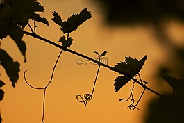 螺釘,植物,葉