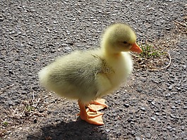小雞,鵝,動物