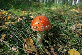 橙色,蘑菇,菌類