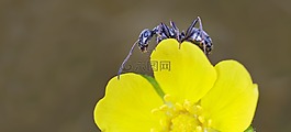 昆蟲(chóng),性質(zhì),活