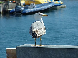 海鷗,海,鳥
