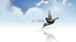 蜂鳥,鳥,飛