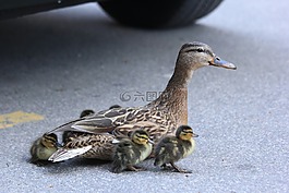 性質(zhì),動(dòng)物界,鳥
