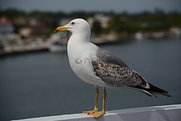 海鷗,鷗,鳥