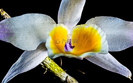 蘭花,野生蘭花,開花