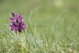 花,紫,阿爾卑斯山