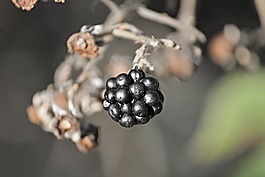 黑莓手機,莓果,水果