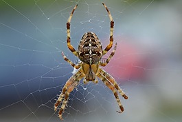 數(shù)值調(diào)節(jié)鈕,web,性質(zhì)