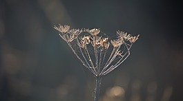 植物,原野,自然