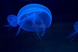 水母,schirmqualle,月亮