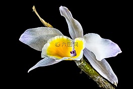 蘭花,野生蘭花,開花
