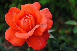 花,粉色,橙色