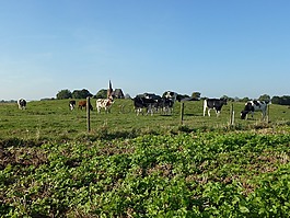 persingen,荷蘭,景觀