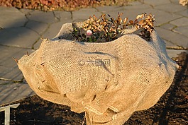 薔薇,冬天,冬季保護(hù)