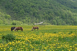馬,性質(zhì),馬匹牧場(chǎng)