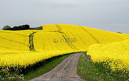 花,blütenmeer,菜子