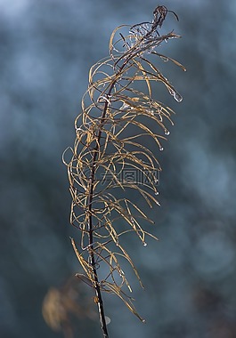 植物,原野,蓝色