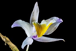 蘭花,野生蘭花,開花