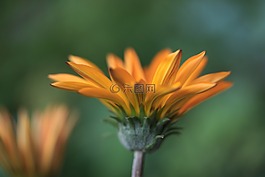 花卉,gazania花,鮮花