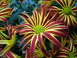 菊花,花,水華