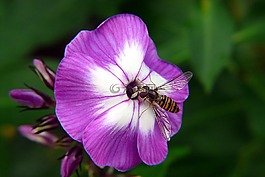 hoverfly,昆蟲,宏
