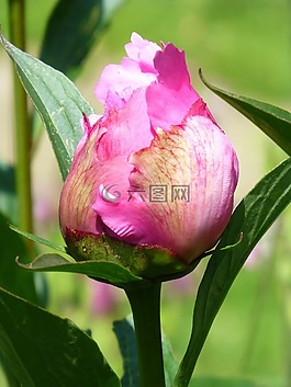 芽,牡丹,葉子