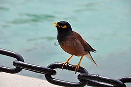 鳥,水,性質(zhì)