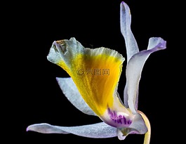 蘭花,野生蘭花,開花