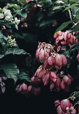 綠色,葉,植物