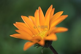 模糊,花卉,gazania花