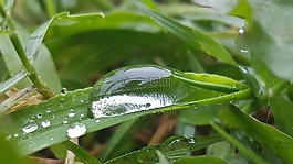 草,湿,水
