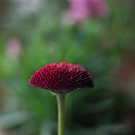 黛西,鮮花,花園