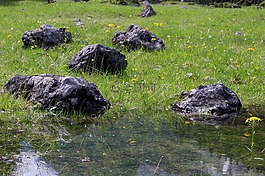 水,石頭,鮮花