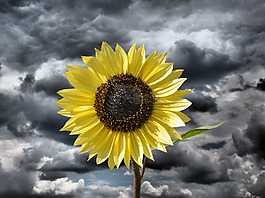 太阳花,花,黄色花