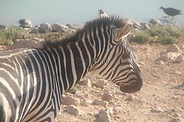 斑馬,動物園,動物