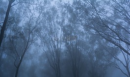霧,樹,自然